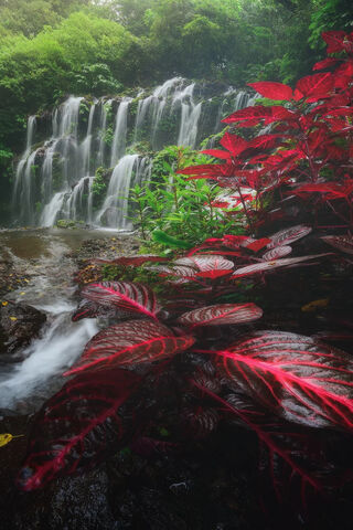 Nature's Cascade: A Symphony of Water and Color 🌊🍃