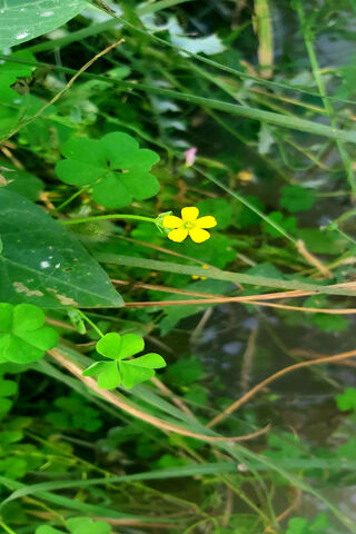 Golden Blooms Amidst the Green Waves 🌼🌿