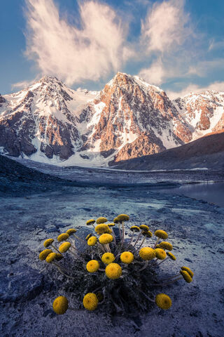 Golden Blooms Against Majestic Peaks 🌼🏔️