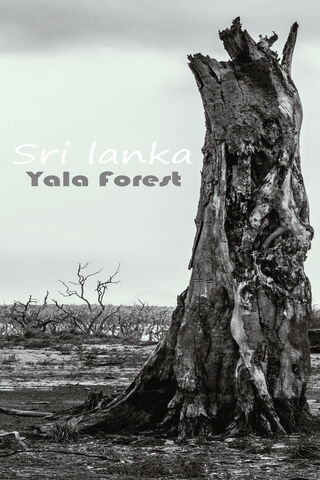 Whispers of Yala: Nature's Resilience 🌳✨