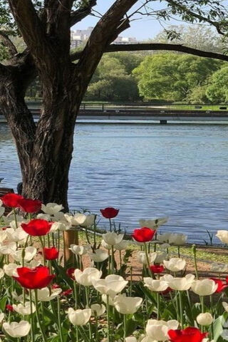Nature's Embrace: A Serene Spring Day 🌷🌊