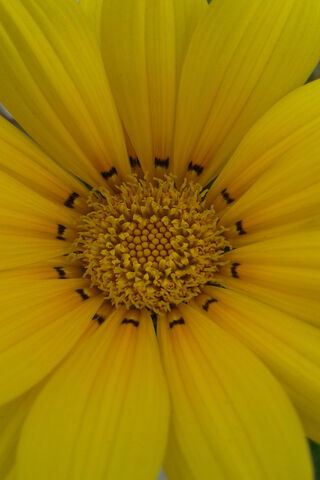 Sunshine in Bloom: The Radiant Yellow Flower 🌼
