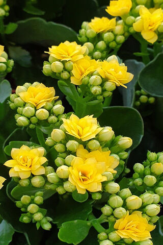 Golden Blooms: A Burst of Sunshine 🌼✨