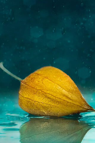 Golden Serenity: A Leaf's Journey