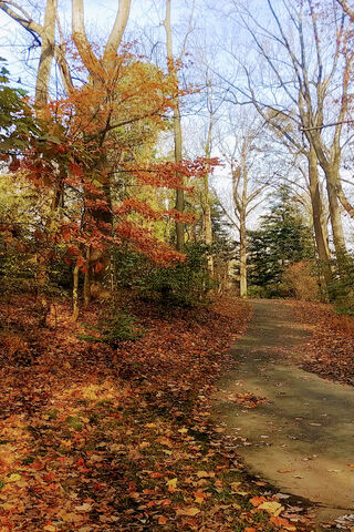 Autumn Pathways: A Journey of Discovery 🍂🚶 