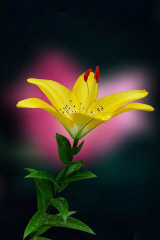 Golden Petals of Joy 🌼✨