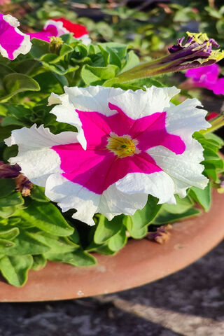Vibrant Petunia: A Splash of Color in Your Garden! 🌸✨