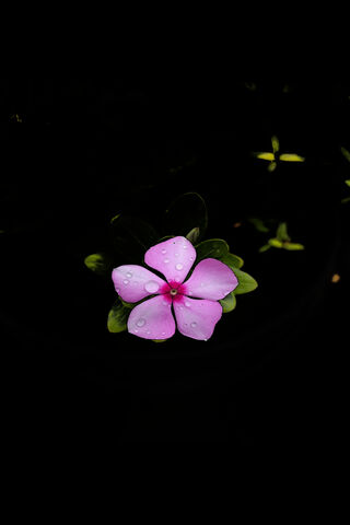 Blooming Beauty: The 5 Petals Wonder 🌸