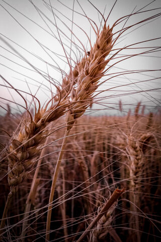 Golden Waves of Grain 🌾✨