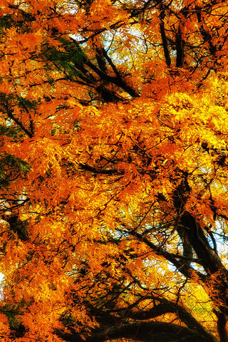 Golden Canopy: Embracing Autumn's Glow 🍂✨