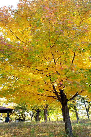Golden Canopy of Autumn 🍂✨