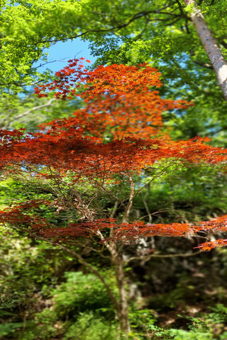 Autumn's Embrace in Africa 🍂🌍