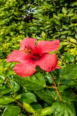 Radiant Hibiscus Delight 🌺✨