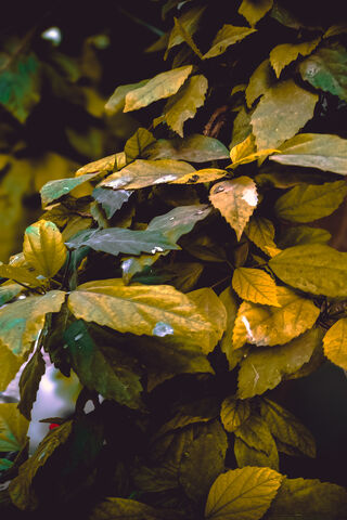 Golden Whispers of Autumn 🍂✨