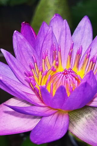Serenity in Bloom: The Enchanting Blue Water Lily 🌸💧