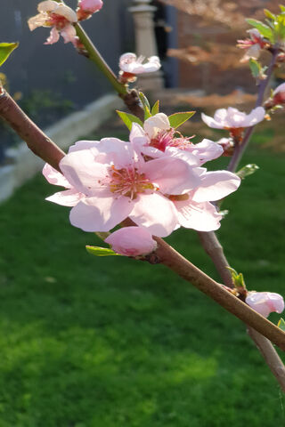 Blossom Bliss: A Spring Awakening 🌸
