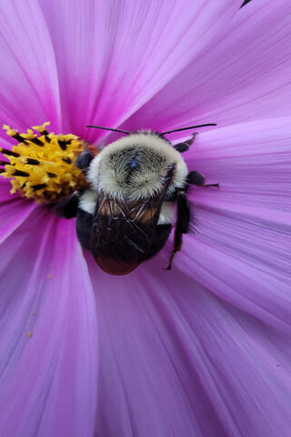 Bumblebee