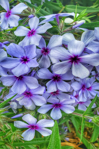 Whispers of Spring: Blue Purple Blooms 🌸💜