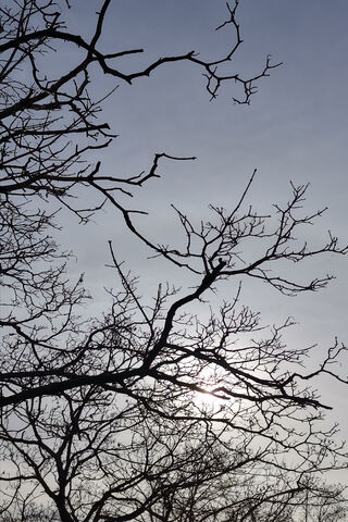 Whispers of Beograd: Nature's Embrace 🌳✨