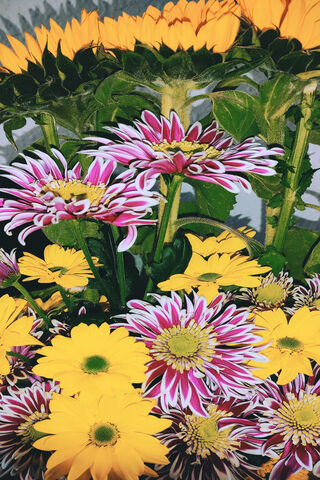 Belleza: A Floral Symphony 🌼🎶