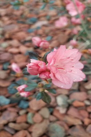 Delicate Blossoms of Spring 🌸