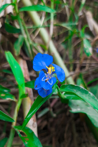Vibrant Blue Beauty: Nature's Gem 🌼💙