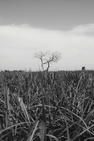 Lonely Tree in a Vast Field 🌳🌾