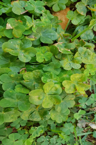 Lucky Clover: Nature's Charm 🍀