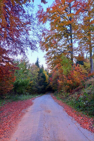 Colorful Autumn