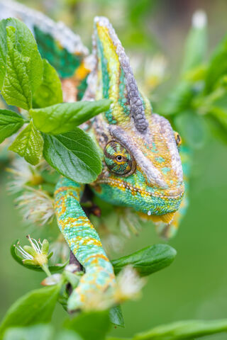 Chameleon