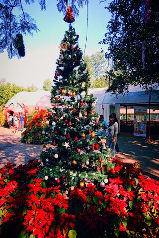 Festive Cheer: A Christmas Wonderland 🎄✨