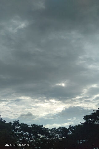 Whispers of the Overcast Sky ☁️🌿