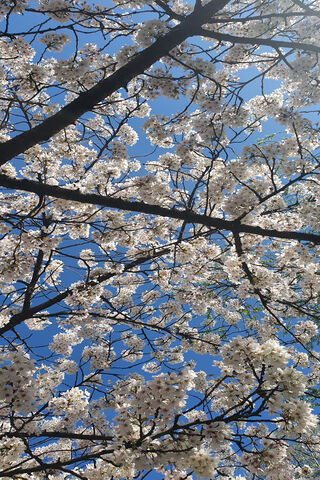 Cerezo: A Blossoming Dream 🌸