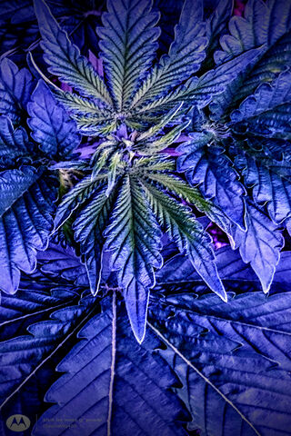 Vibrant Greens: The Essence of ClayDaWg420 🌿✨