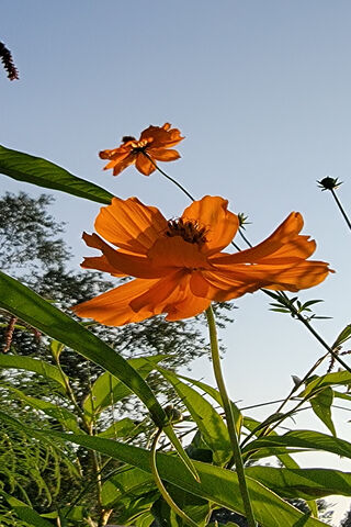 Cosmic Blooms: A Touch of Orange 🌼✨