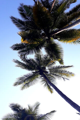 Tropical Serenity 🌴✨