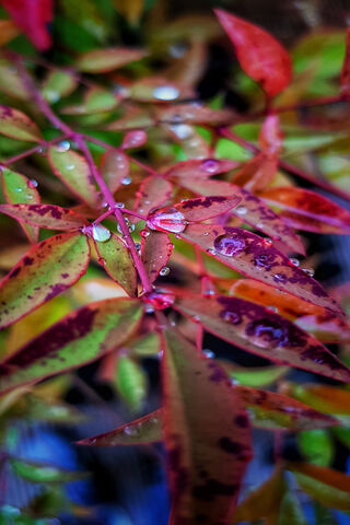 Nature's Gem: Dew-Kissed Leaves 🌿💧