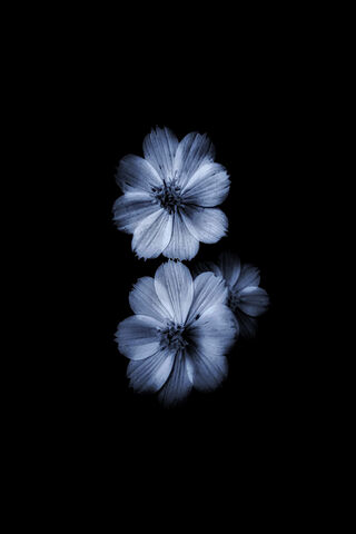 Mystical Drak Flower: Nature's Enigma 🌌🌸