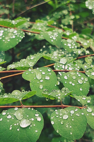 Nature's Sparkling Jewels: Dewy Leaves