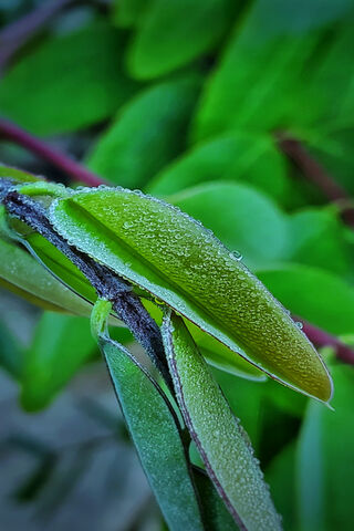 Nature's Tiny Jewels: Dew Drops on Leaf 🌿💧