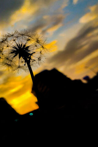 Whispers of the Dandelion 🌼✨