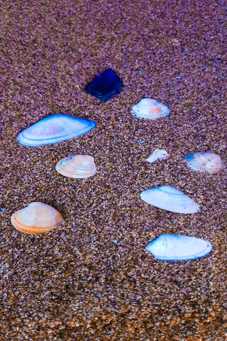 Deniz: Treasures of the Shore 🌊🐚