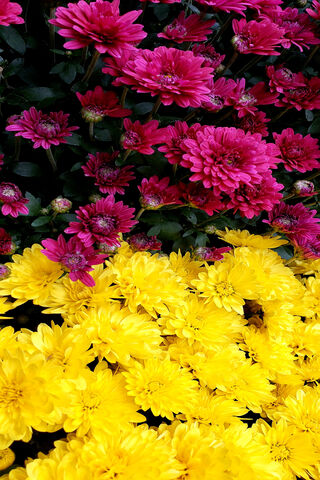 Domino of Colors: A Floral Delight 🌼🌸