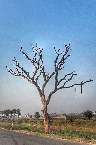 Whispers of the Past: The Dead Tree