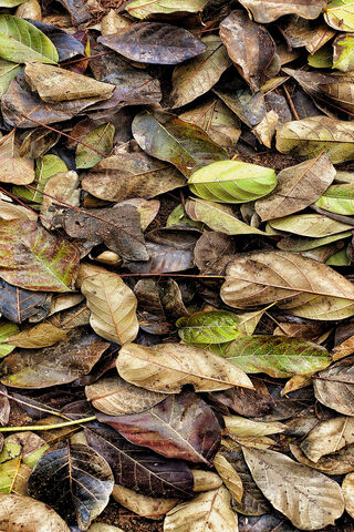 Nature's Tapestry: The Beauty of Dry Leaves 🍂