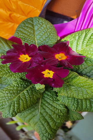 Vibrant Blooms of the Herbaceous Wonder 🌼🍃