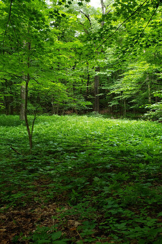 Whispers of the Enchanted Grove 🌳✨