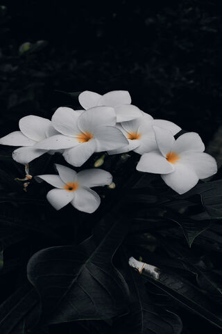 Whispers of the Wild: A Floral Embrace 🌼🌿