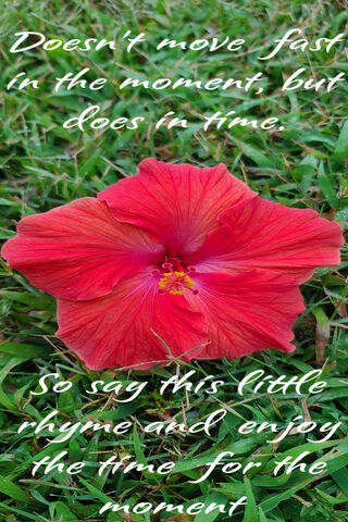 Whispers of Time: A Floral Reflection 🌺⏳