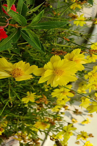 Golden Blooms: A Burst of Sunshine 🌼